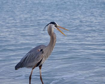 Close-up of gray heron on water