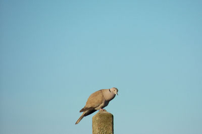 Low angle view of bird perching against clear blue sky