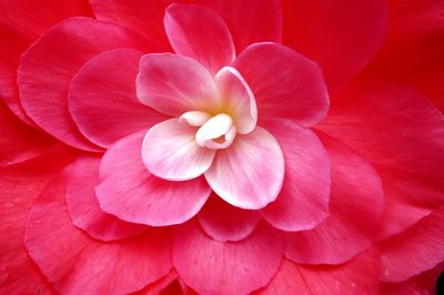 High angle close-up of pink flower