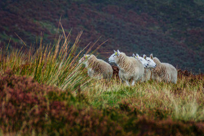 Sheep on field