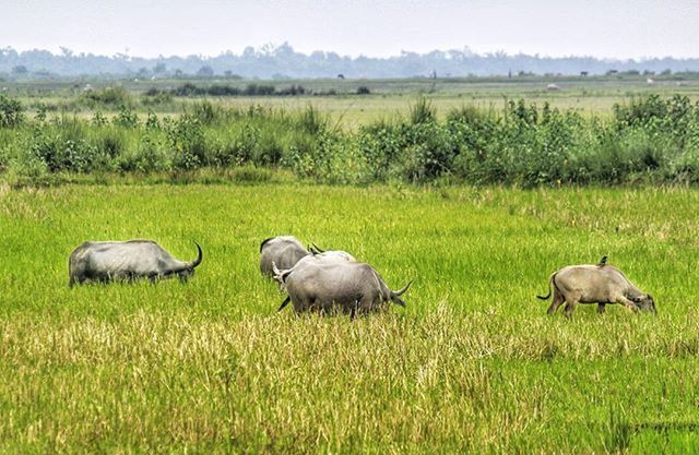 grass, animal themes, field, grassy, wildlife, green color, animals in the wild, bird, nature, sheep, livestock, landscape, grazing, rural scene, animal family, domestic animals, growth, medium group of animals, two animals