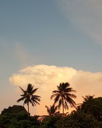 Palm trees against sky during sunset