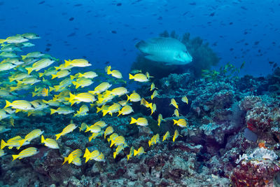 Fish swimming in sea