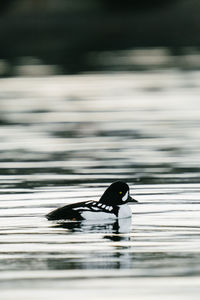 Bird swimming in lake