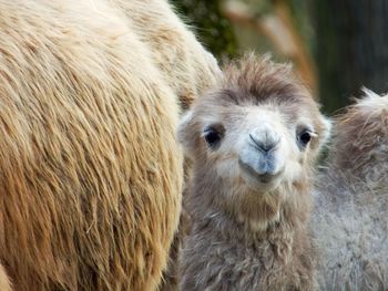 Close-up of a young camel