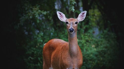 Portrait of deer standing against trees