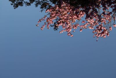 Low angle view of cherry blossoms against sky