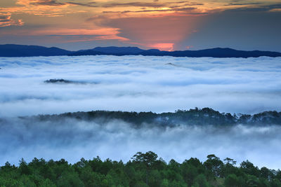 Panoramic view of trees on landscape against sky