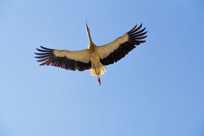 Low angle view of bird flying against clear blue sky