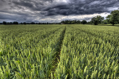 Scenic view of wheat field against sky