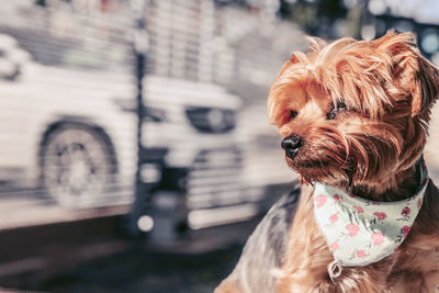 Dog at the front yard 