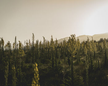 Crops growing on field against clear sky