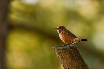 Close-up of bird perching on wood