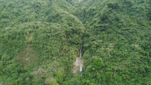 Scenic view of forest