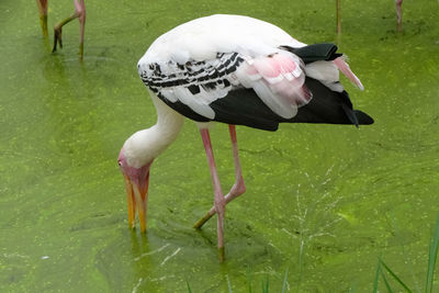 View of a bird in water