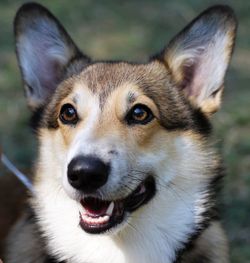 Close-up portrait of dog