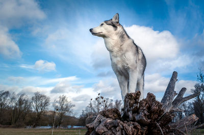 Low angle view of siberian husky against sky