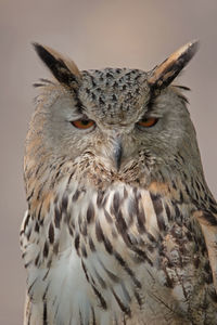 Close-up of horned owl