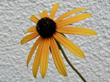 Close-up of yellow flower