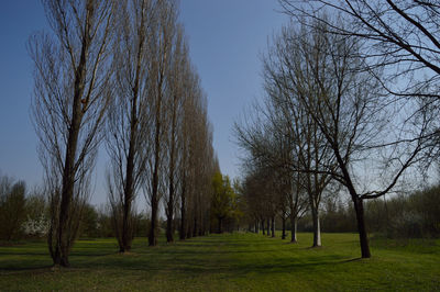 Bare trees on grassy field