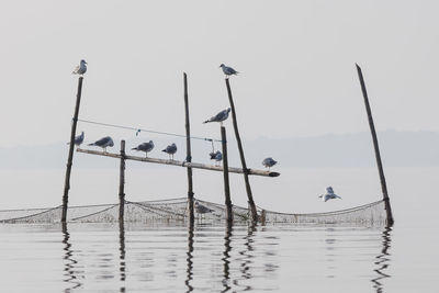 Birds by sea against clear sky