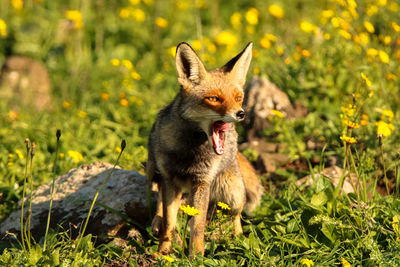 Fox yawning while looking away on land