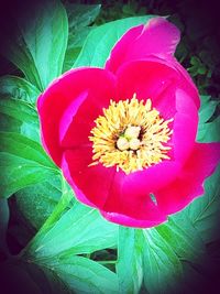 Close-up of pink flower blooming outdoors