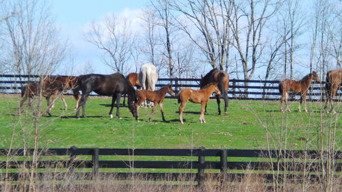 Horses grazing on field