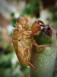 Close-up of insect