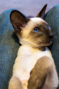 High angle view cat lying on lap 