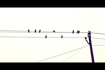 Low angle view of birds perching on power line