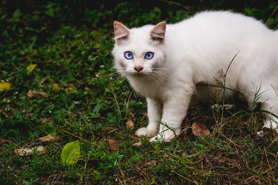 Portrait of cat on grass