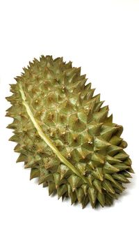 Close-up of cactus against white background
