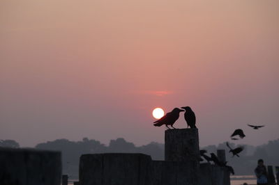 Silhouette birds perching on a orange sunset