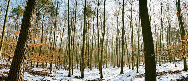 Pine trees in forest during winter