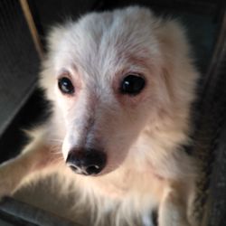 Close-up portrait of dog