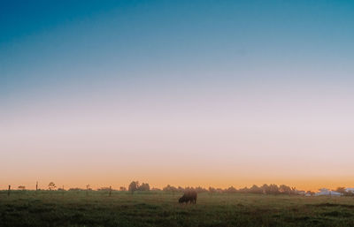 Cows grazing in field against clear sky