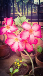 Close-up of pink flowers blooming outdoors