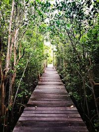 Boardwalk amidst trees in forest