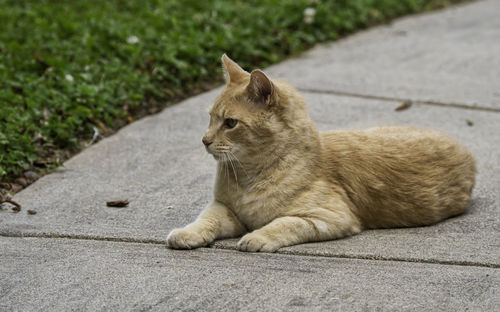 Portrait of cat sitting on footpath