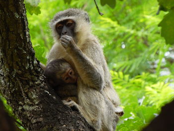 Monkey sitting on a tree