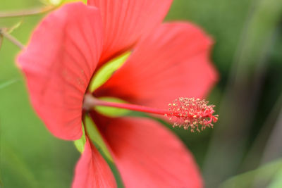 Close-up of red flower