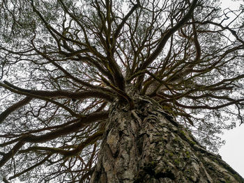 Low angle view of bare tree against sky