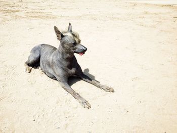 High angle view of hairless dog on sunny day