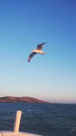 Bird flying over sea against clear sky