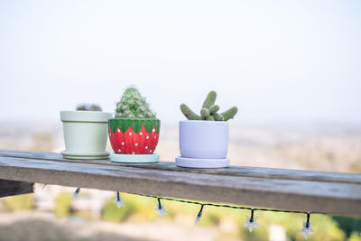 Potted plant on table