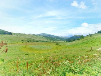 Scenic view of grassy field against sky