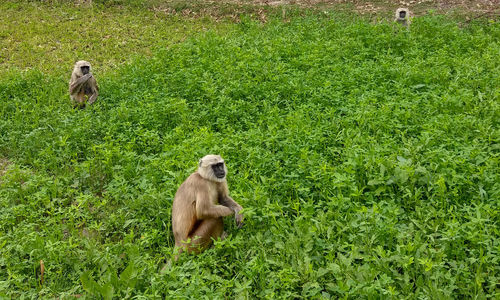 Mallard duck on land