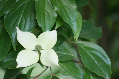 Close-up of flowering plant leaves