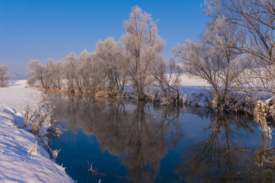 Bare trees against blue sky